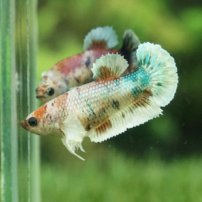 Multicolor/galaxy Dumbo Koi Plakat- Female