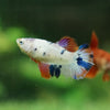 Koi Halfmoon - Female