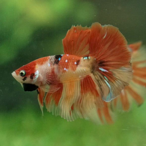 Galaxy Koi Halfmoon - 12 weeks old