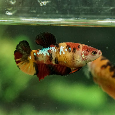 Multicolor/galaxy Koi Plakat- Female