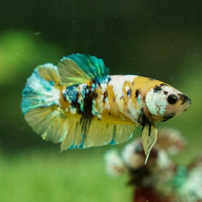 Multicolor/galaxy Koi Plakat- Female