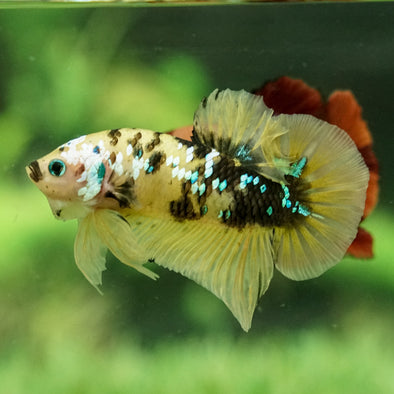 Multicolor/Galaxy Koi Plakat - 13Weeks Old