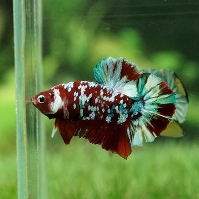 Multicolor/Galaxy Koi Plakat -14 weeks Old