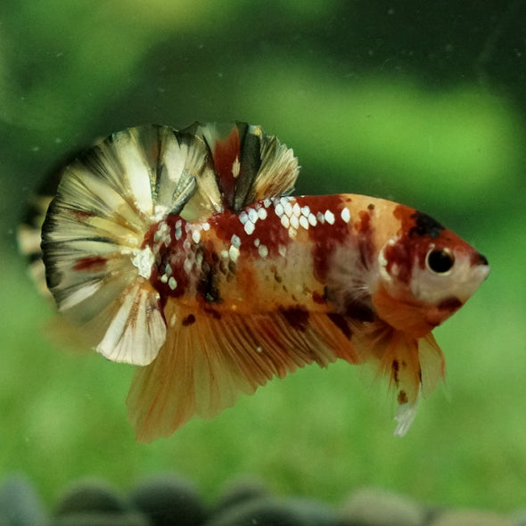 Multicolor/Galaxy Koi Plakat -12 weeks Old