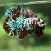 Giant Hybrid Multicolor/Galaxy Koi Plakat -15 weeks Old