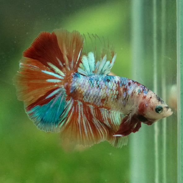 Galaxy Koi Halfmoon - 12 weeks old