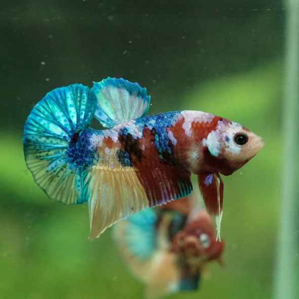 Multicolor/Galaxy Koi Plakat -13 weeks Old