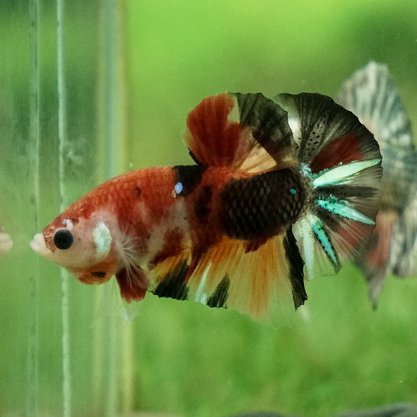 Multicolor/Galaxy Koi Plakat -11 weeks Old