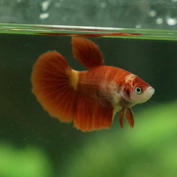 Koi Halfmoon - Female