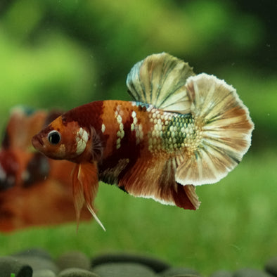 Copper/Gold Galaxy Koi Plakat - 13Weeks Old