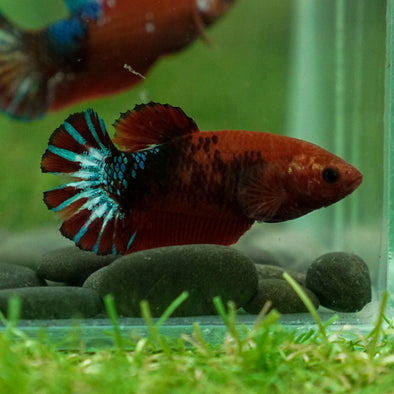 Red Fancy Plakat 13 Week Old- Female