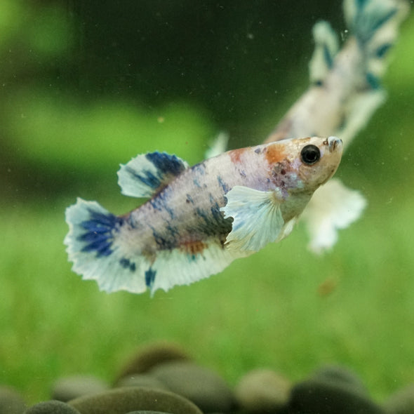 Candy Koi Dumbo Plakat- Female