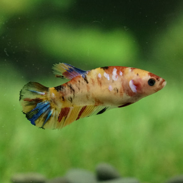 Galaxy Koi Plakat- Female