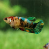 Galaxy Koi Plakat- Female