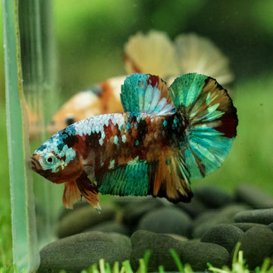 Multicolor/Galaxy Koi Plakat -15 weeks Old