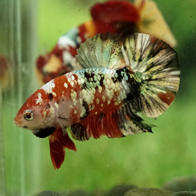 Multicolor/Galaxy Koi Plakat -11 weeks Old