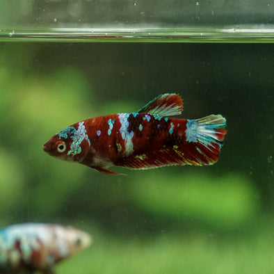 Multicolor/galaxy Koi Plakat- Female