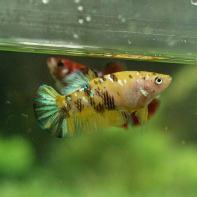 Multicolor/galaxy Koi Plakat- Female