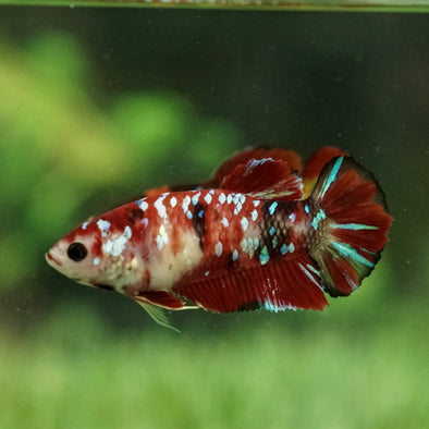 Multicolor/galaxy Koi Plakat- Female