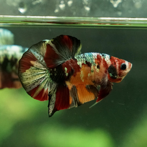 Copper/Gold Galaxy Koi Plakat - 11 Weeks Old