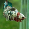 Multicolor/Galaxy Koi Plakat -11 weeks Old