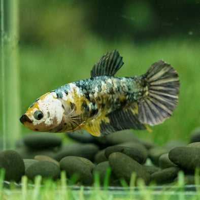 Multicolor/galaxy Koi Plakat- Female