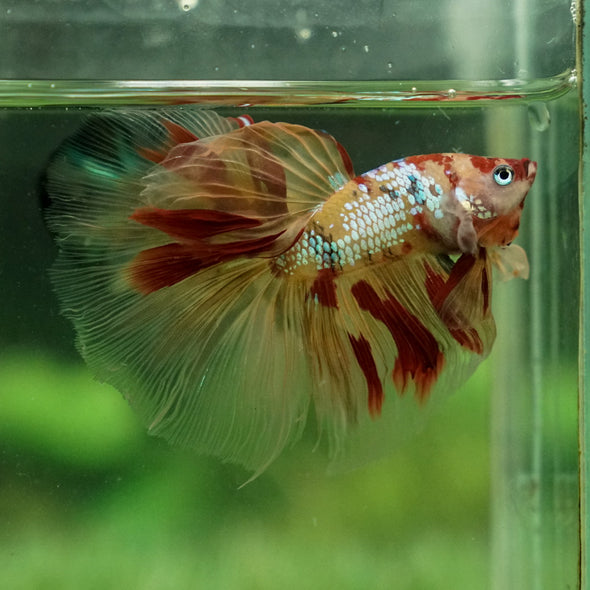 Galaxy Koi Halfmoon - 12 weeks old