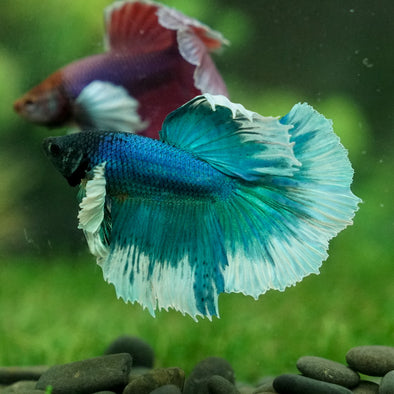 Dumbo Halfmoon - 12 weeks old