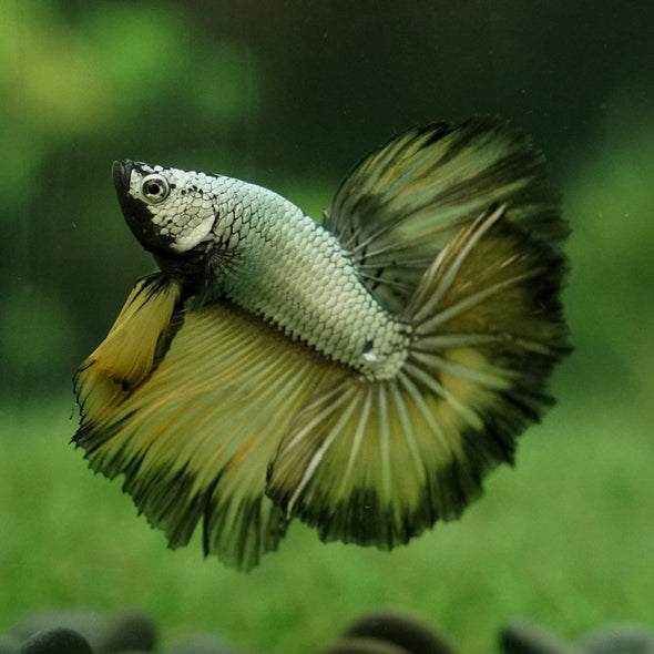 Halfmoon - 14 weeks old