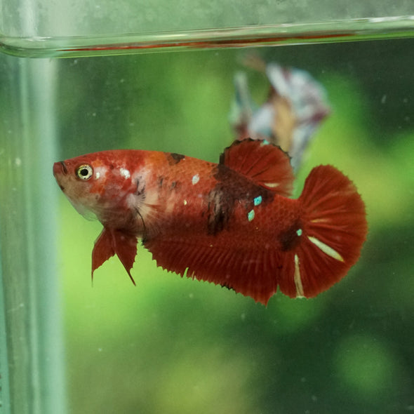 Multicolor/ Galaxy Koi Plakat- Female- 16 Weeks Old