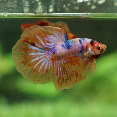 Galaxy Koi Halfmoon - 12 weeks old