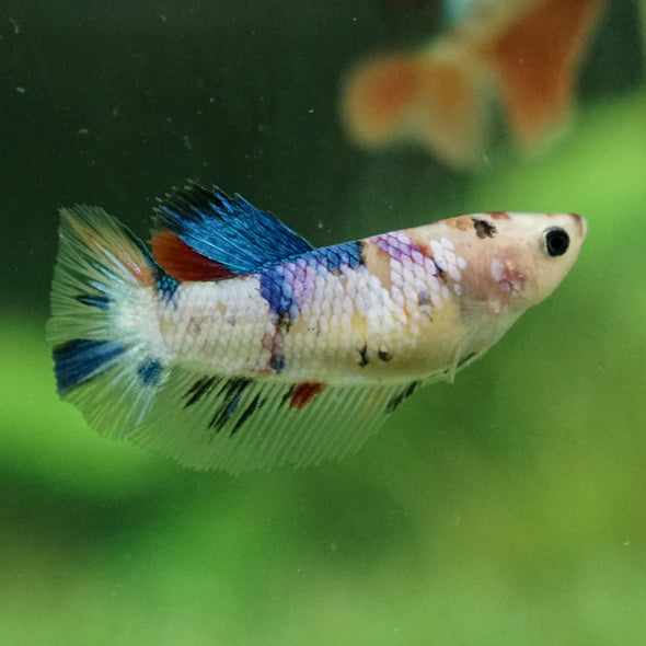 Koi Halfmoon - Female