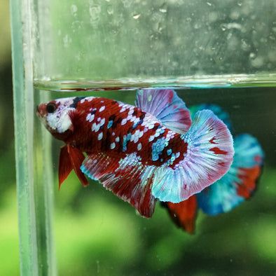 Multicolor/Galaxy Koi Plakat -14 weeks Old