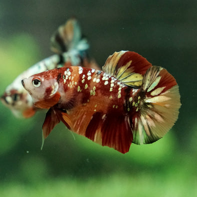 Copper/Gold Galaxy Koi Plakat - 9 Weeks Old