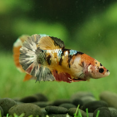 Multicolor/galaxy Koi Plakat- Breeder Grade Female
