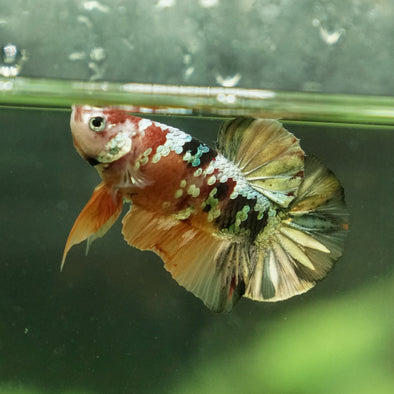 Copper/Gold Galaxy Koi Plakat - 9 Weeks Old