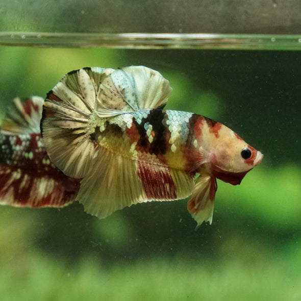 Multicolor/Galaxy Koi Plakat -15 weeks Old