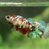 Multicolor/galaxy Koi Plakat- Female