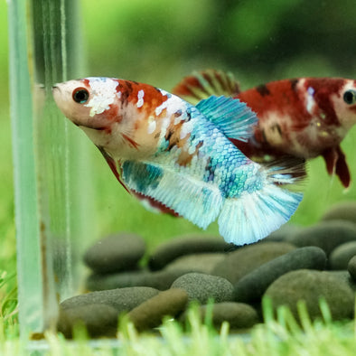 Multicolor/galaxy Koi Plakat- Female