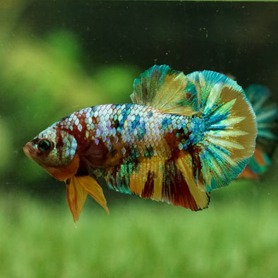 Multicolor/Galaxy Koi Plakat -16 weeks Old