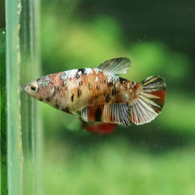 Galaxy Koi Plakat- Female