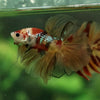 Galaxy Koi Halfmoon - 12 weeks old