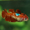 Multicolor/ Galaxy Koi Plakat- Female- 16 Weeks Old