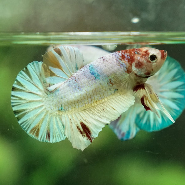 Multicolor/Galaxy Koi Plakat -12 weeks Old