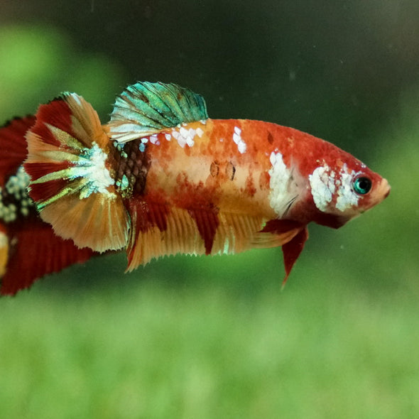 Multicolor/galaxy Koi Plakat- Female