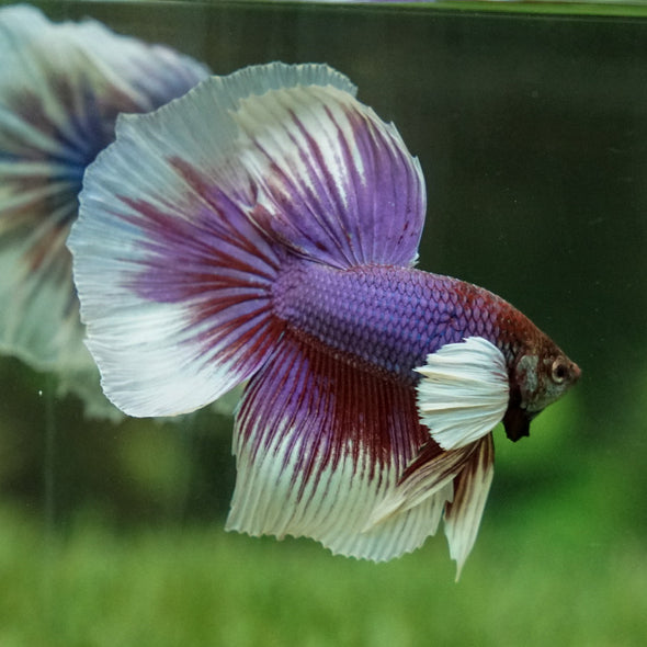 Dumbo Halfmoon - 14 weeks old