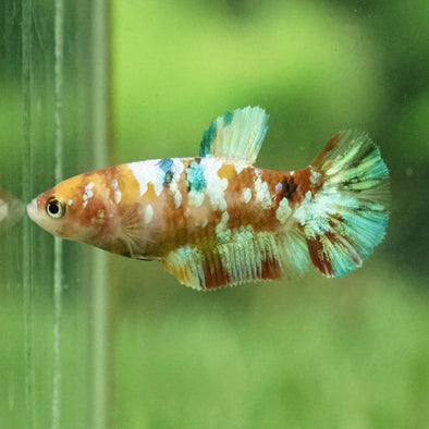 Koi Plakat Female - 12 weeks old