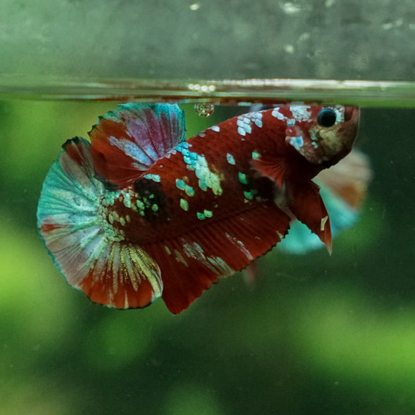 Multicolor/Galaxy Koi Plakat -15 weeks Old