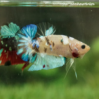 Multicolor/Galaxy Koi Plakat -13 weeks Old