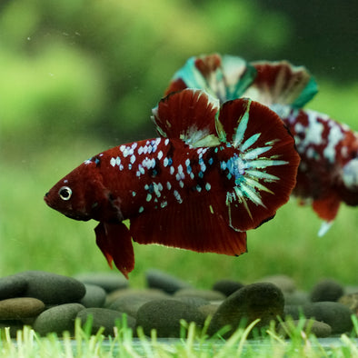 Multicolor/Galaxy Koi Plakat -14 weeks Old